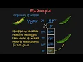 Two-Gene Test Cross Explained