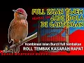 Lagu BURUNG MASTERAN UNTUK MASTERAN BURUNG FIGHTER || Suara Burung Kecil Tembakan Rapat dan Kasar