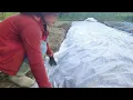 Download Lagu I spread plastic on the ground to prevent weeds from growing when growing vegetables and fruits