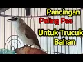 Download Lagu PUNYA TRUCUK BAHAN..? PAKAI INI Pancingan trucukan BAHAN trucuk ombyokan agar bunyi gacor