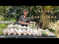Download Lagu Caroba Carobinha e sua funções medicinais!