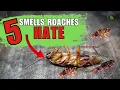 5 Smells That Roaches Absolutely Hate Natural Roach Repellents