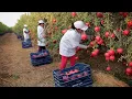 Download Lagu Harvest And Process Hundreds Of Tons Of Pomegranates - Modern Agricultural Technology