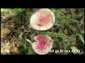 Download Lagu Wachtsje yn de rein