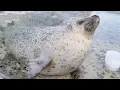 Agu seal slapping belly Saying Bye-Bye happy seal