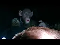 Download Lagu oh no monkey meme
