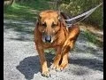 Niko a Sweet 9 5-year-old German Shepherd Dog RESCUED in Manahawkin NJ