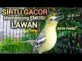 Lagu SIRTU GACOR PANDAI MEMANCING EMOSI LAWAN - BIKIN SIRTU GACOR RAME
