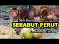Download Lagu Dikir Serabut Perut cover Wadi Tok Dalang
