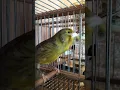 Download Lagu timbrado español cantando a su hembra #timbrado #viral #aviario #parati
