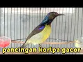 Download Lagu Kolibri kelapa | manggar | wiceh | pancingan korlap gacor untuk masteran burung bahan ijoan