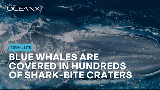 Blue Whales Are Covered in Hundreds of Shark-Bite Craters (Timor-Leste)