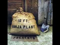 10 Ft Ganja Plant - Chalwa