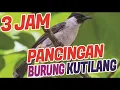 Download Lagu AMPUH ! 3 Jam Pancingan Suara Burung Kutilang