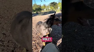 #fyp #dream #doberman #pets #youtube