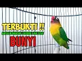 Download Lagu Pancingan Suara Lovebird Ngekek Panjang TERBUKTI AMPUH Bikin Lovebird DIAM LANGSUNG NYAUT BUNYI