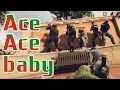 Download Lagu Rainbow Six Siege : Ace Ace Baby - (Fuze)