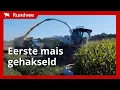 Download Lagu Eerste mais van 2025 al vroeg gehakseld en ingekuild