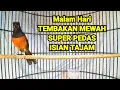 Download Lagu Pancingan malam hari Murai Batu JUARA isian TEMBAKAN Mewah 100% bikin bongkar isian CILILIN
