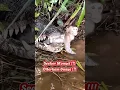 Download Lagu Seekor Monyet Diterkam Buaya !!! Selamat Pake Palu dan Kayu !!!