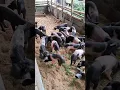 piglet and pig sale manipur pig farm 9612494634