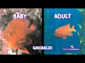 1st Grade Life Science - Virtual Field Trip California Science Center
