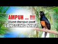 Download Lagu KRETEKAN MURAI BATU MEMANCING EMOSI !!!!
