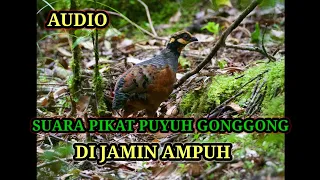 suara pikat burung puyuh gonggong paling ampuh