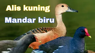suara pikat burung alis kuning dan mandar batu