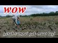 Download Lagu diserbu burung jalak sampai tempat gak muat lagi