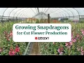 Growing Snapdragons for Cut Flower Production Johnny s Webinar Series