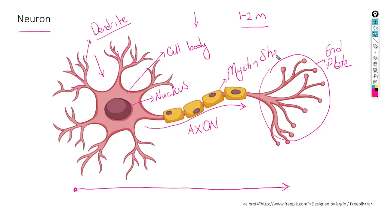 Life Sciences Gr12 - The Human Nervous system Part 1