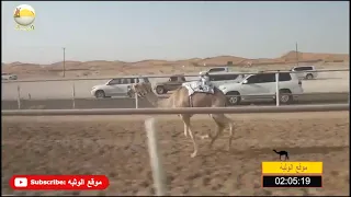 الشوط 6 شاهين لـ علي سالم بو داود الدرعي شارة الصندوق الخميس 2018 9 20 الرقيعات حقايق 