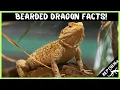 25 Crazy Bearded Dragon Facts that Will Blow Your Mind