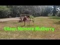Eileen Nomore Mulberry
