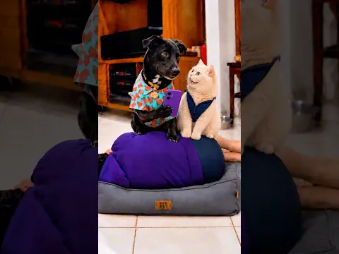 Cama de Cachorro pro Humano #humor #cachorro #gato