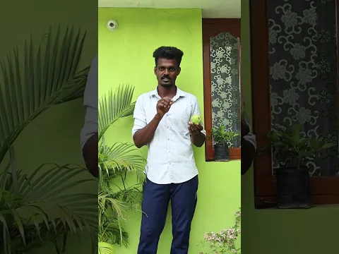 En Roof Garden-la Koyya Maram | Guava Plant in My Terrace 🌿| mr.vf