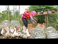 Download Lagu BACK IN TIME - 2 Years Of Raising Ducks And Harvesting Many Ducks For Sale - Building A Pigeon Coop