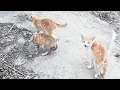 Download Lagu De 3 kittens die me naar hun vastgeketende moeder leidden - maar ik was te machteloos om haar te ...