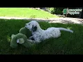 Gorgeous Dalmatian Puppies