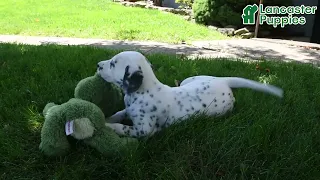 Gorgeous Dalmatian Puppies