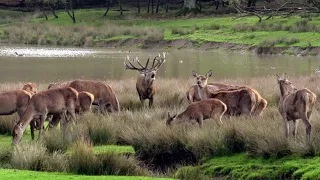 وايلد فرانس أوبوس 1 و 2 و 3 