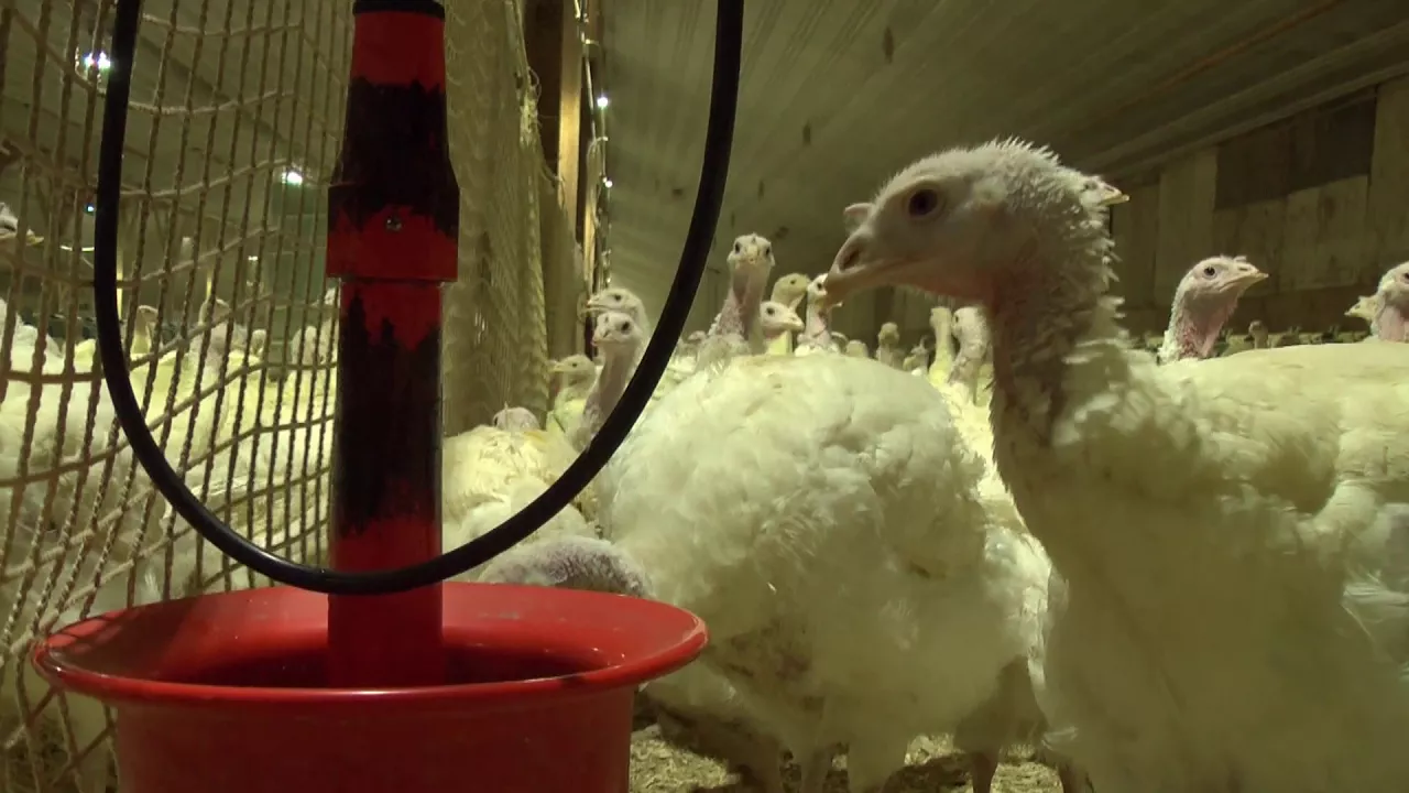 Outline Video A Day in the Life of Turkey Breeder | Brey Farms