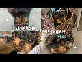 VLOG I GOT A PURE BRED YORKIE FIRST 72 HOURS WITH MY NEW PUPPY SHOPPING PLAYTIME AND MORE