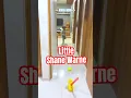Download Lagu 🎾Little Shane Warne #cricket #india #trending