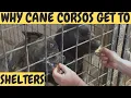 Why CANE CORSOS Get to Dog Shelters