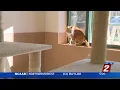 Holiday Adoptions At The Nevada Humane Society