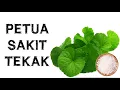 Download Lagu PETUA SAKIT TEKAK   Daun Pegaga
