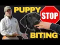 FOOLPROOF Method To Get Your Puppy To Stop Play Biting Every Time
