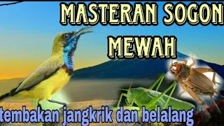 tembakan sogon isian belalang dan jangkrik